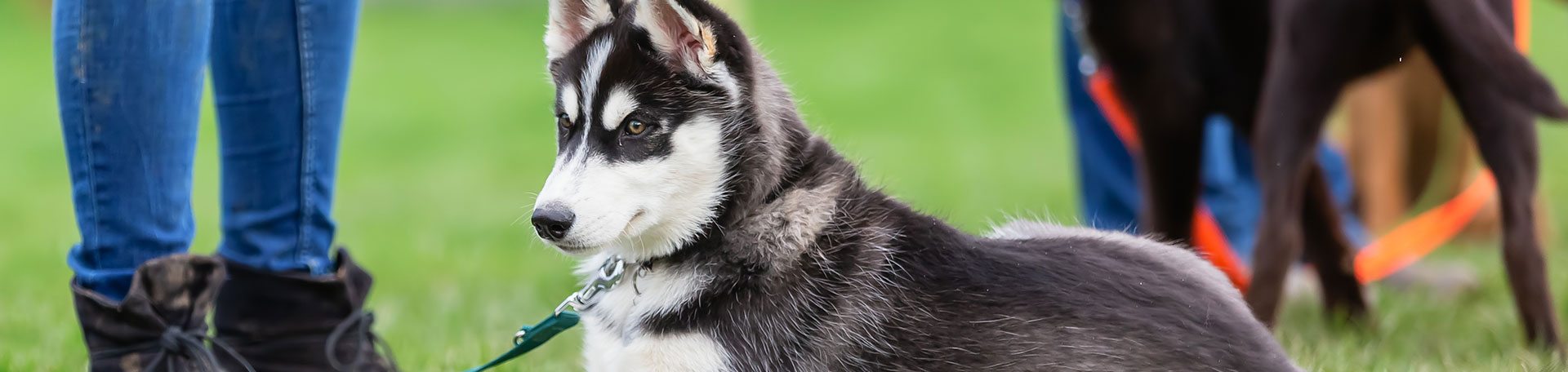 Cours d'éducation canine à Mussidan