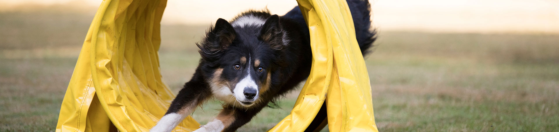 Sport canin en Dordogne
